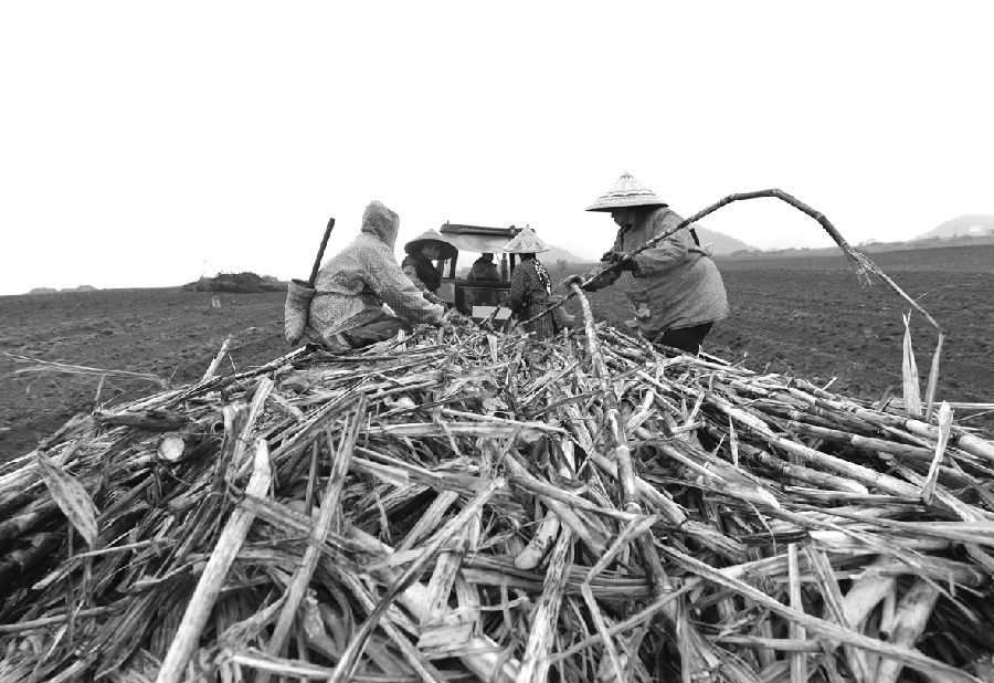 3月16日，在广西罗城仫佬族自治县龙岸镇茶叶场“双高”糖料蔗基地，甘蔗种植机正在忙碌种植甘蔗。今年，广西罗城仫佬族自治县出台政策，鼓励和规范农民自发开展“小块并大块”耕地整治，激活农村土地改革新动力，围绕“稳面积、提单产、降成本”糖料蔗生产的工作思路，计划新增糖料蔗“双高”基地建设面积0.5万亩，使全县“双高”糖料蔗基地面积达1万亩以上。